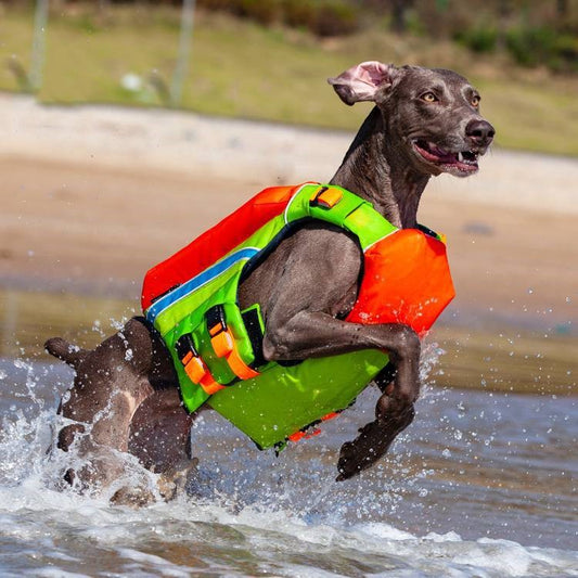 Summer Cooling To Prevent Heat Beach Swimsuit To Prevent Drowning Dog